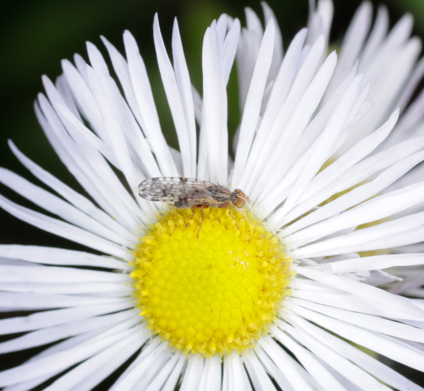 Tephritidae: Dioxyna bidentis, femmina